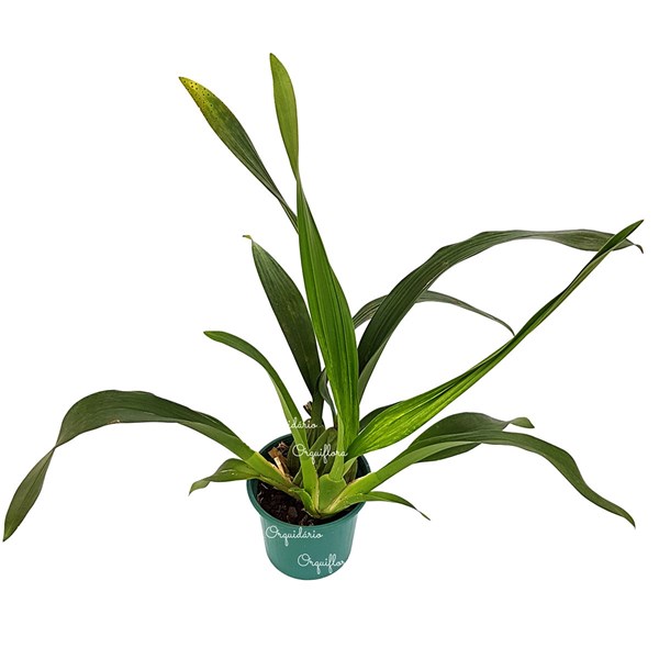 Orquídea Chocolate Oncidium Sharry Baby Planta Adulta