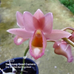 Clowesetum Pink Lemonade - Adulto