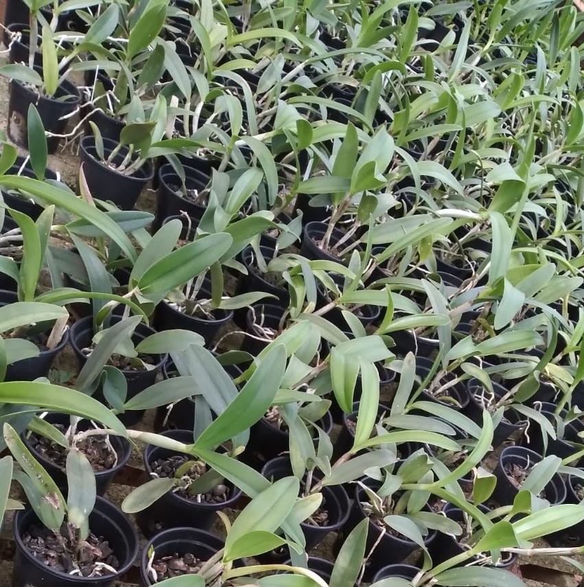 (Cattleya guatemalensis x Lc. Trick ou Treat) x Cattleya loddigesii pelorica