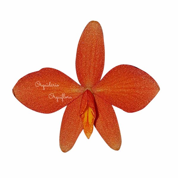 Mini Orquídea Sophronitis pygmaea Planta Adulta Avermelhada - Orquiloja