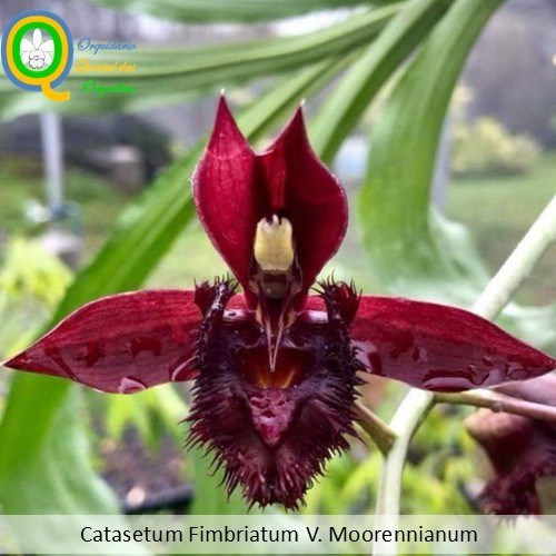 Catasetum Fimbriatum V. Moorennianum - Adulto