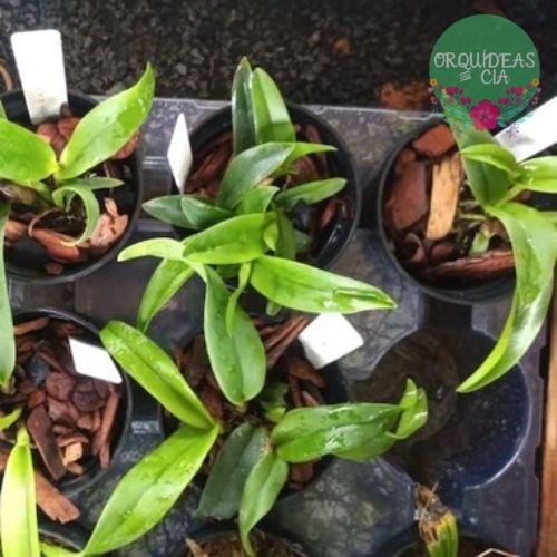 Mini Orquídea Cattleya Ayrton Senna (mini Cattleya Amarela)