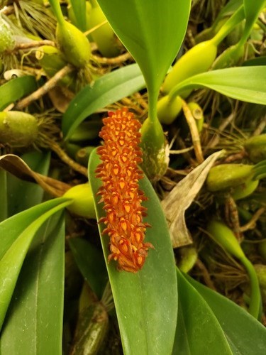 Orquídea Bulbophyllum crassipes Mudas Adultas Cortes 3 Bulbo