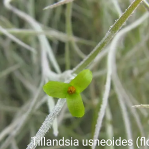 Tillandsia usneoides (Barba de Velho) - Equador