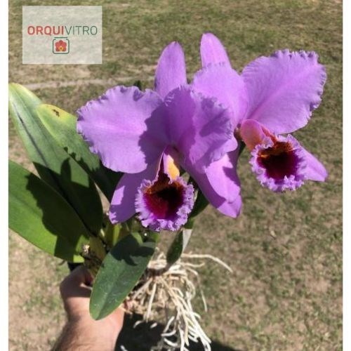 Cattleya percivaliana tipo 'Carla Porto'