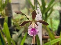 Registro disponivel: Encyclia ( randii x bipapulares )