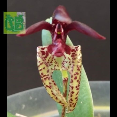 Bulbophyllum breviscapum