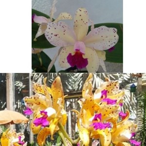 Orquídea C. Amethystoglossa Áurea morrinhos x Aurea Roberson