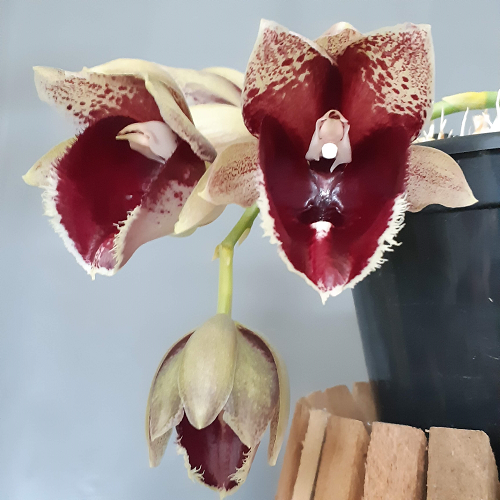 Clowesetum Penang Waltz 'clone 3' - Adulto