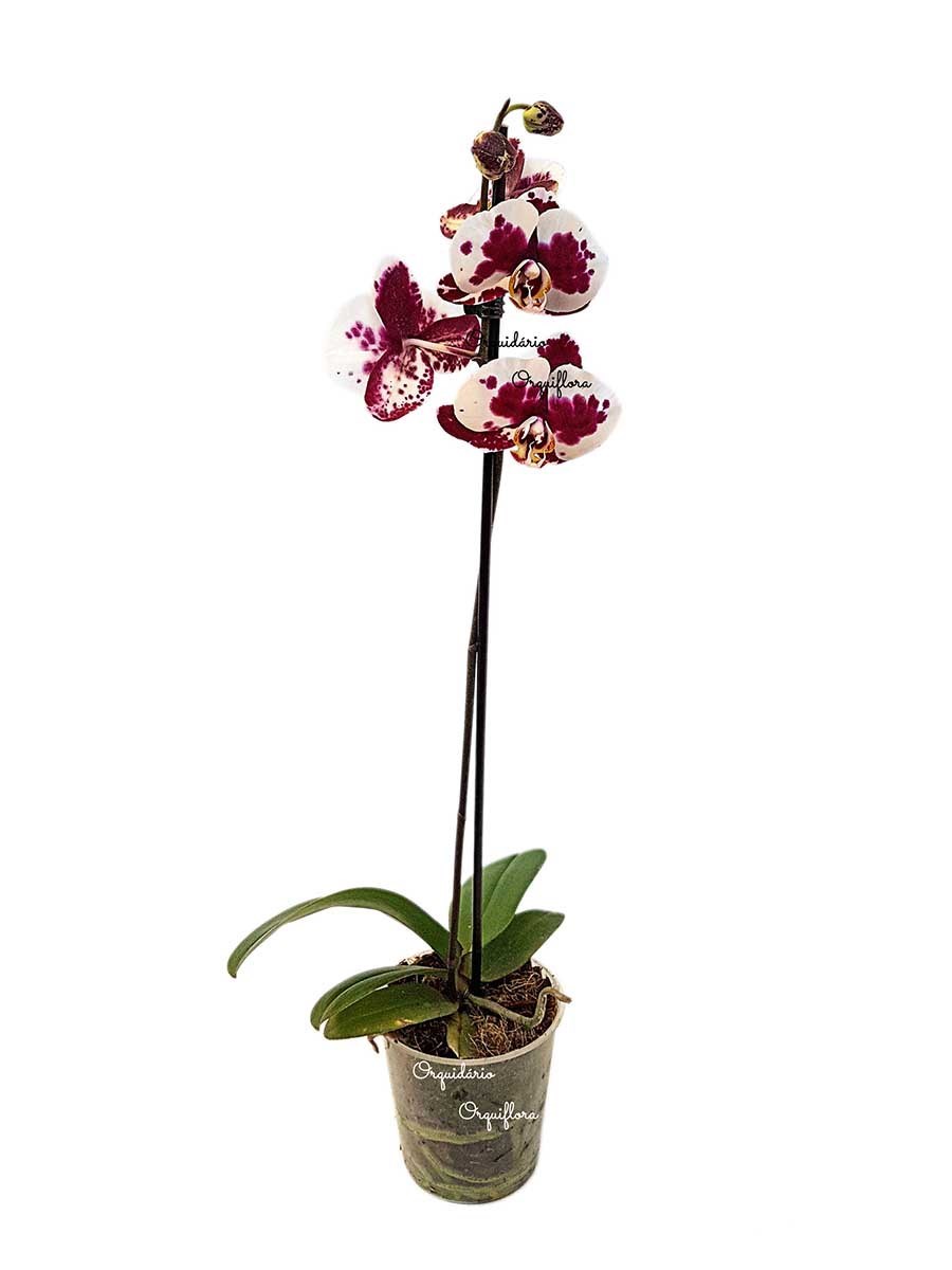 Orquídea Phalaenopsis Dalmata Planta Adulta Flor Pintalgada