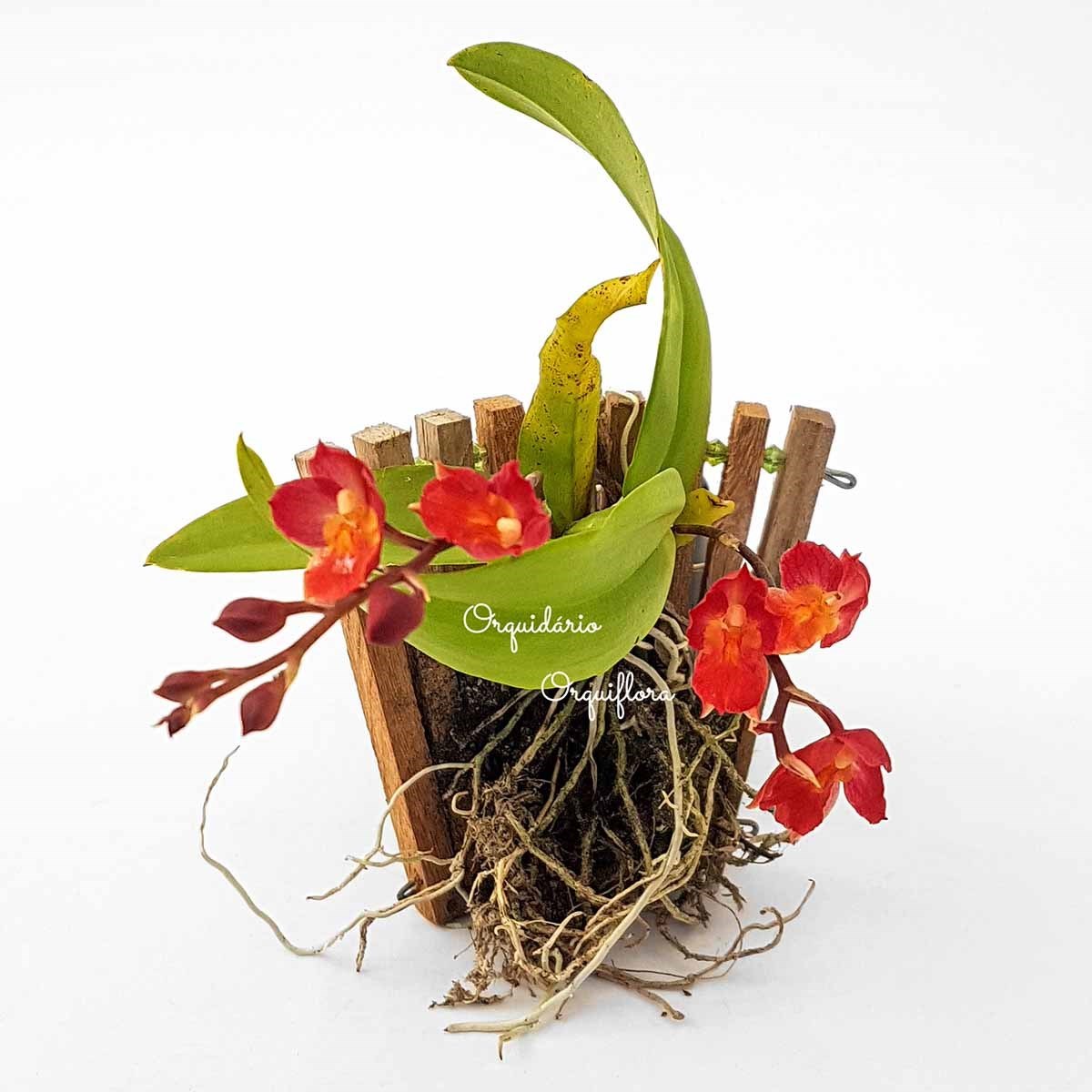 Orquídea Flor Vermelha Rodricidium (Howeara) "Lava Burst"