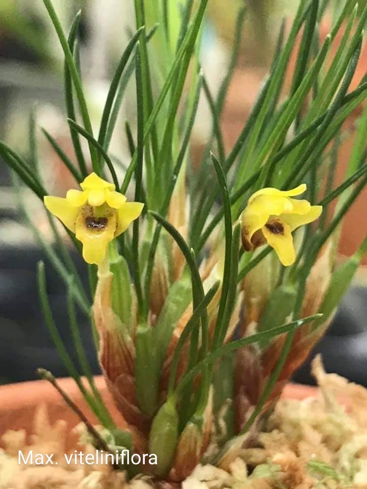 Orquídea Kit Especial de Maxillaria 