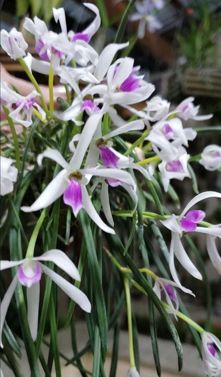 Orquídea Leptotes bicolor
