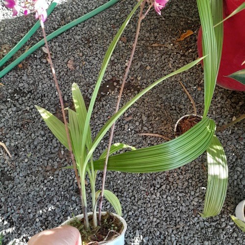 Spatoglotis exótica (cores diversas)