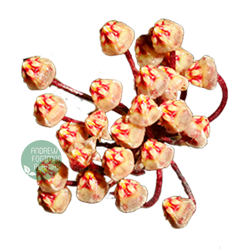 Flor de cera Hoya micrantha muda enraizada no pote nº 6