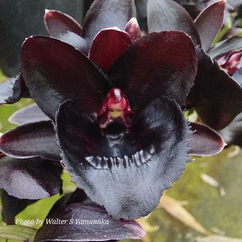 Fredclarkeara Kelly Longley 'Black' - ADULTO