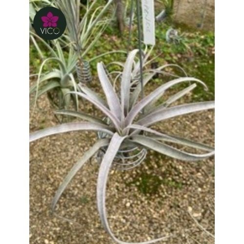 Tillandsia Chiapenses