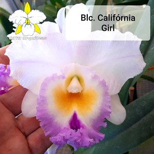 ORQUÍDEA BLC. CALIFORNIA GIRL "Orchid Library" - MERISTEMA - PLANTA DA FOTO