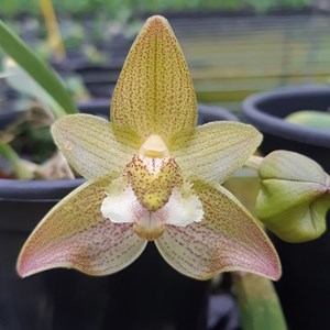 Bulbophyllum pectinatum - ADULTO