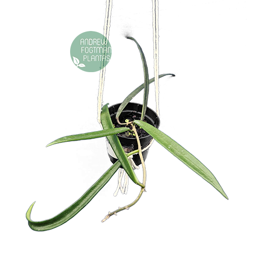 Combo nº 4 das flores de cera pendentes mudas enraizadas no pote nº 6