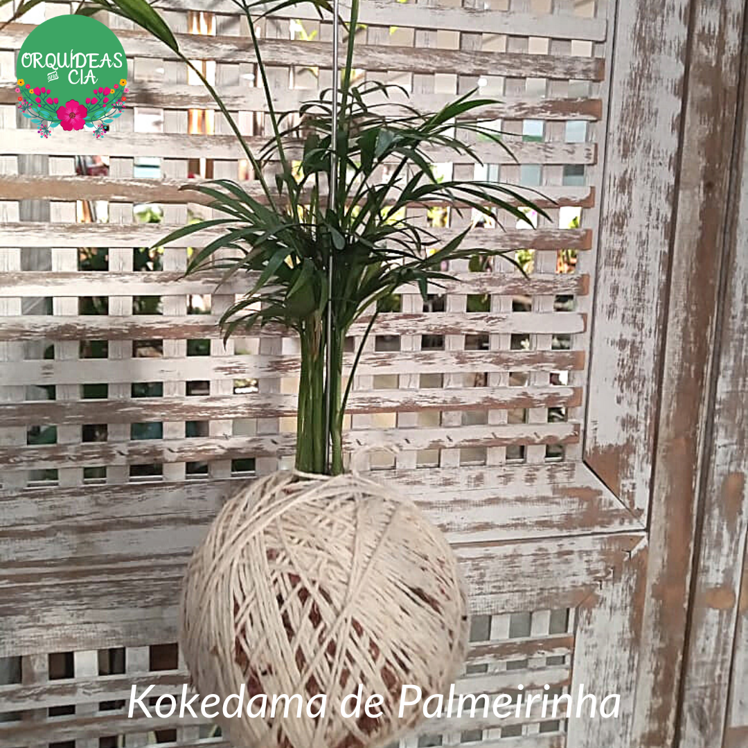 Kokedama de Chamaerangis