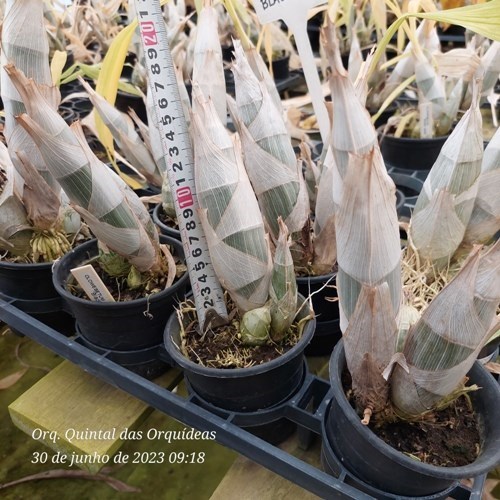 Clowesetum Black Jade - Adulto