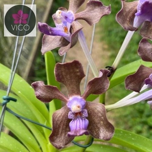 Orquídea Vanda tessellata x Vanda Mimi Palmer