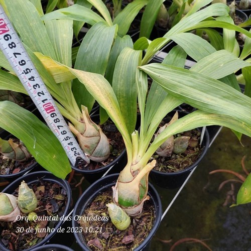 Mormodes Strawberry Fields - Adulto