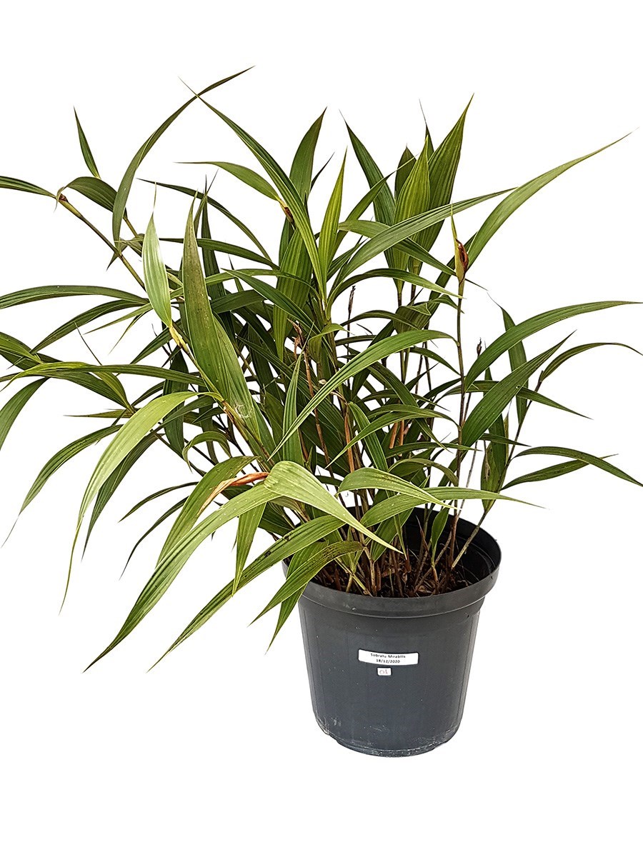 Orquídea Sobralia Mirabilis Entouceirada Planta Adulta