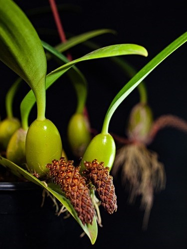 Orquídea Bulbophyllum crassipes Mudas Adultas Cortes 3 Bulbo