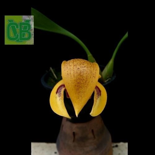 Bulbophyllum dearei " Matt "