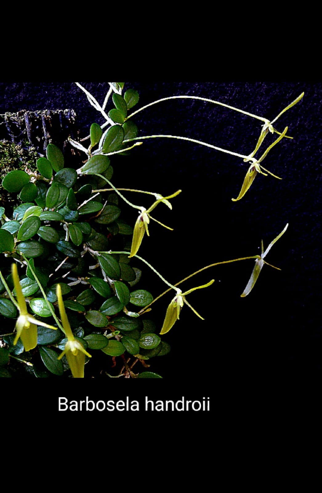 Micro orquídea Barbosella handroii