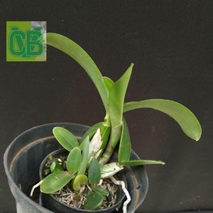 Orquídeas Myrmecophilla tibicinis x Laelia millerii - S6937