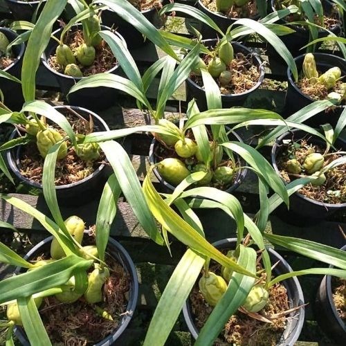 Orquídea Coelogyne cristata