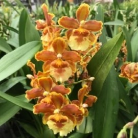 Orquidea Oncostele Catatante - ADULTO