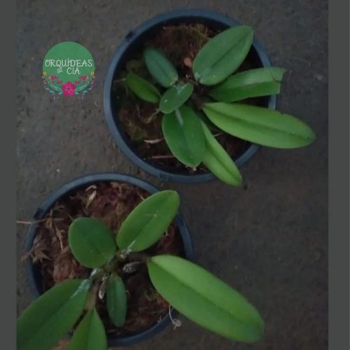 Orquídea Bulbophyllum medusae