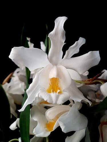 Orquídea Coelogyne cristata Entouceirada ! Planta Adulta !