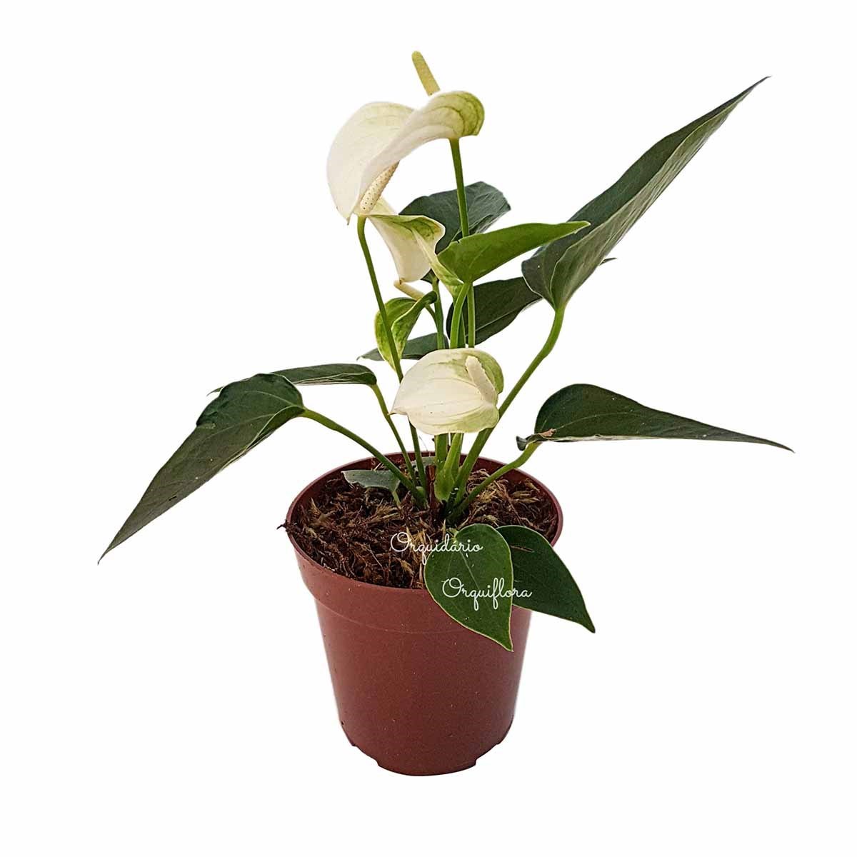 Mini Antúrio Alba Planta Natural Adulta Com Vaso