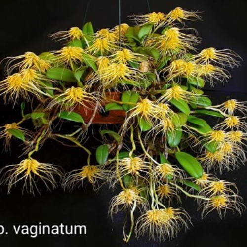 Orquídea Bulbophyllum  vaginatum
