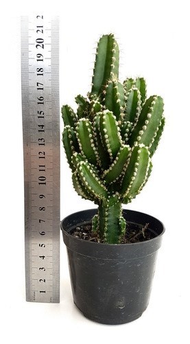 Planta Cacto Castelo De Fada ( Acanthocereus Tetragonus )