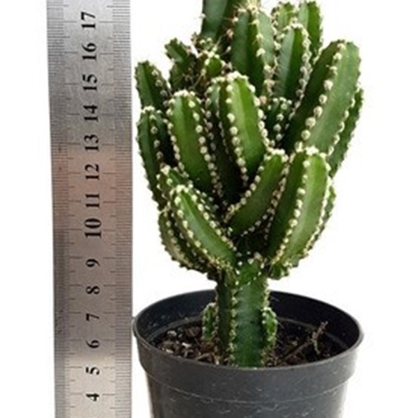 Planta Cacto Castelo De Fada ( Acanthocereus Tetragonus )