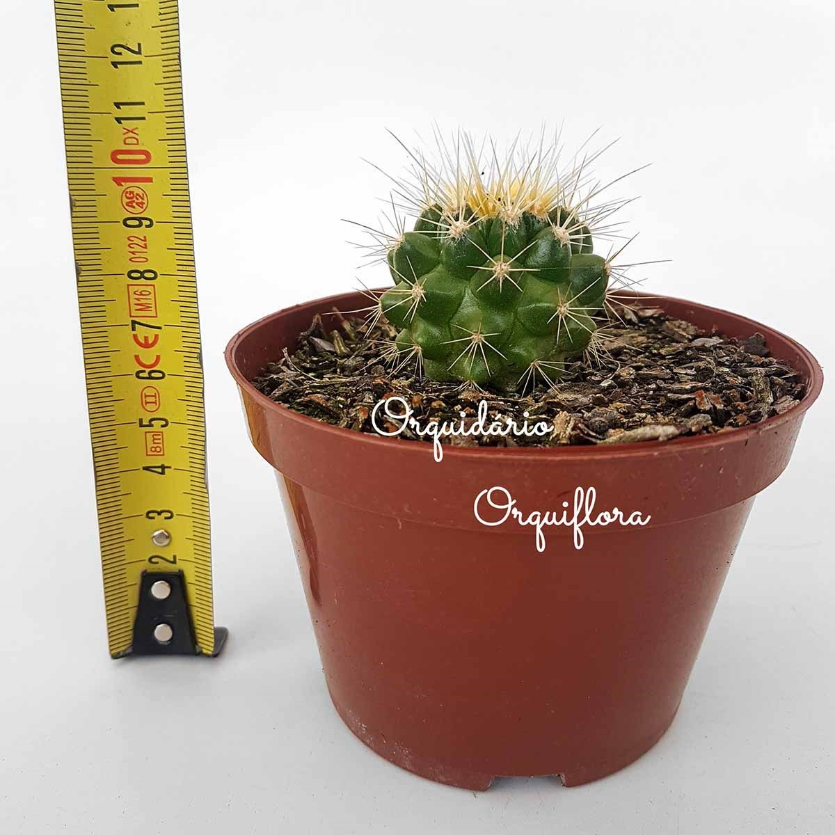 Cacto Poltrona Assento De Sogra Echinocactus Grussonii