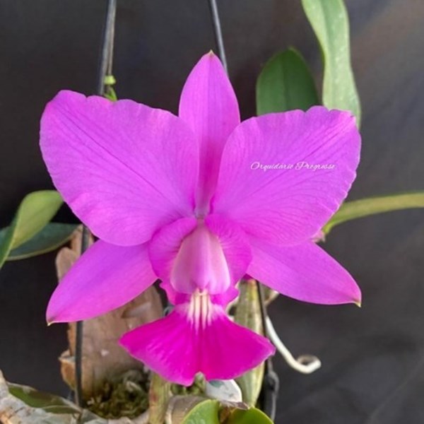 Corte de Orquídea Cattleya walkeriana Dayane Wenzel