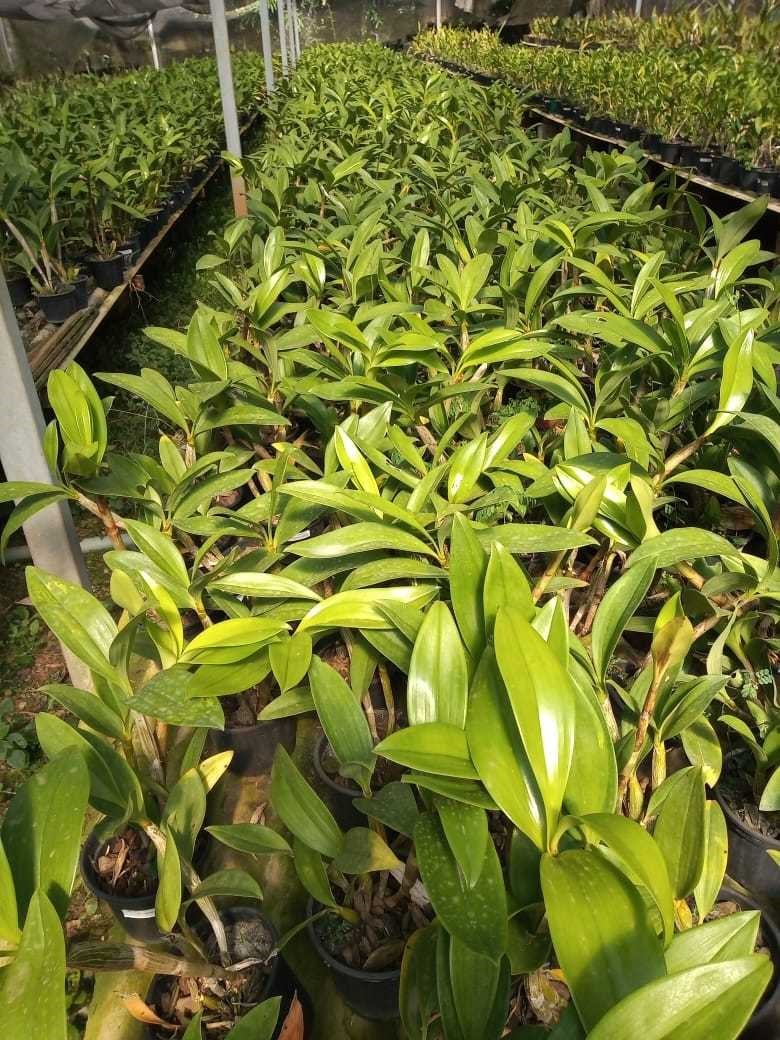 Orquídea Dendrobium spectabile