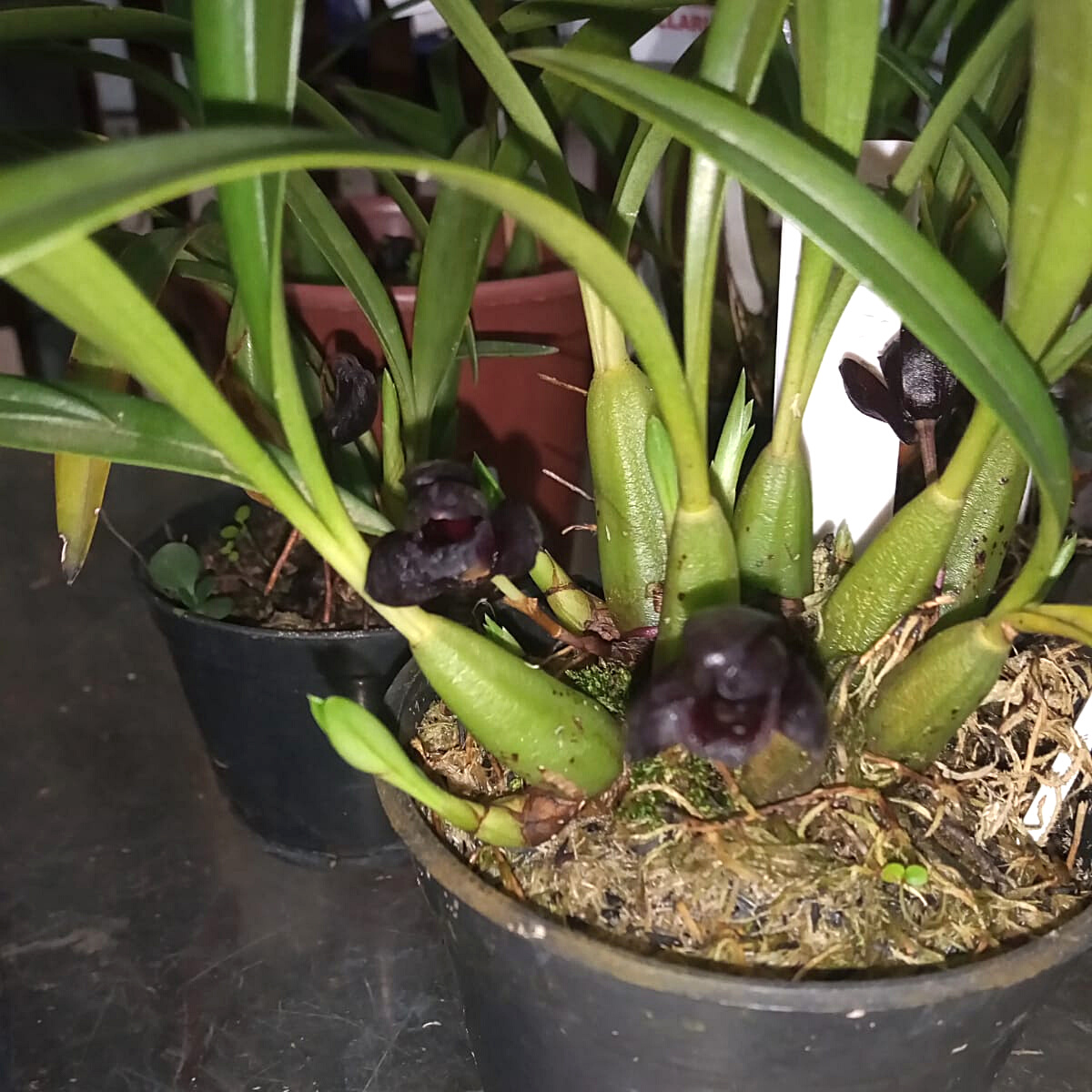 Orquídea Maxillaria schunkeana (Orquídea negra)