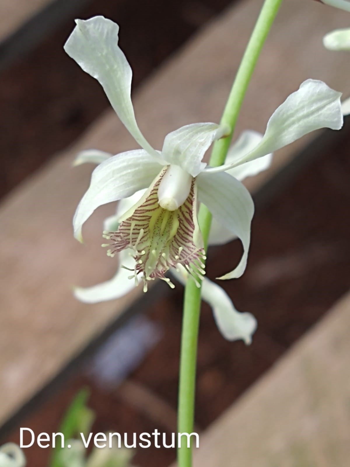 Orquídea Dendrobium venustum