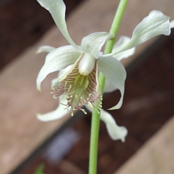 Orquídea Dendrobium venustum