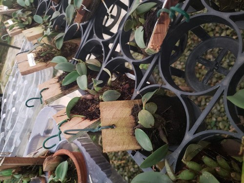 Orquídea Adulta Sophronitis wittigiana