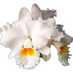Orquídeas Blc Irmã Dulce