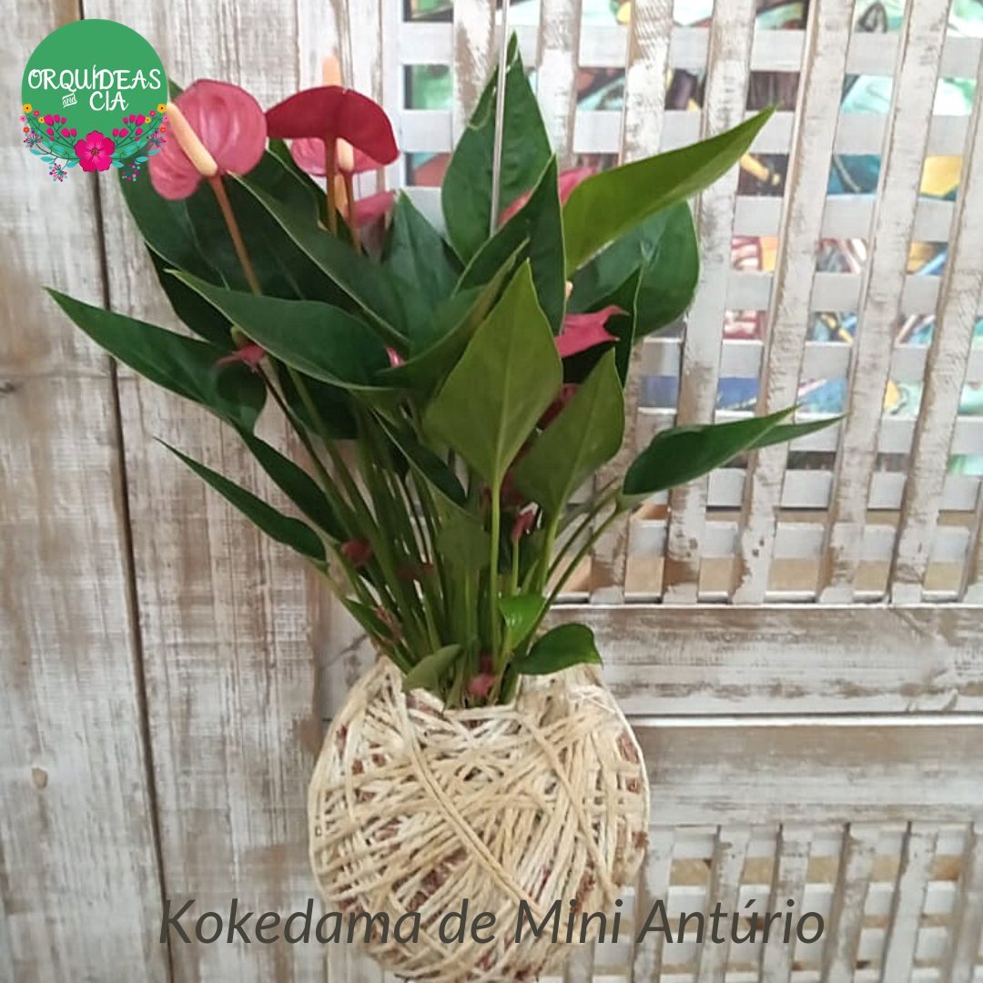 Kokedama de Mini Antúrio